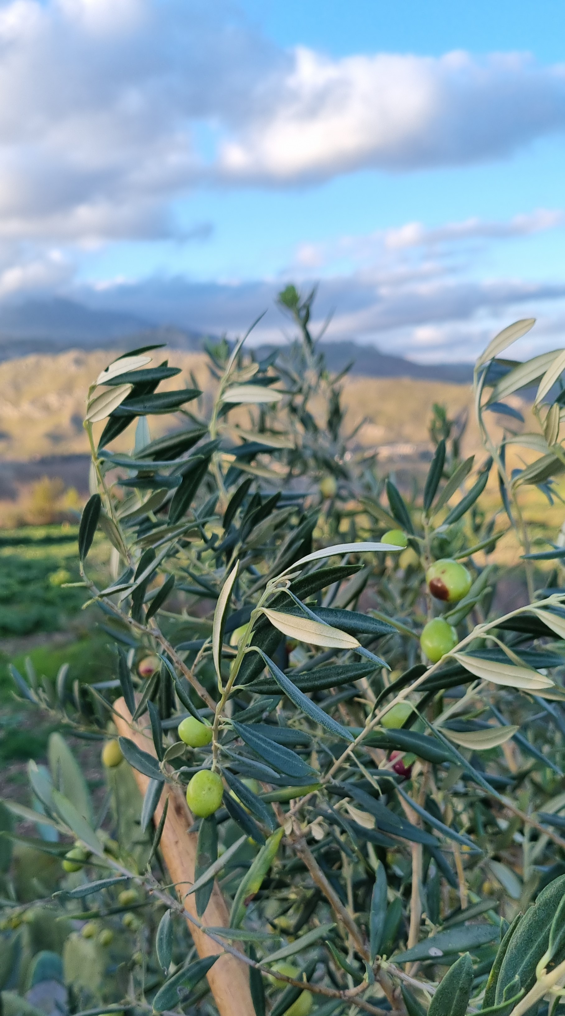 Olives